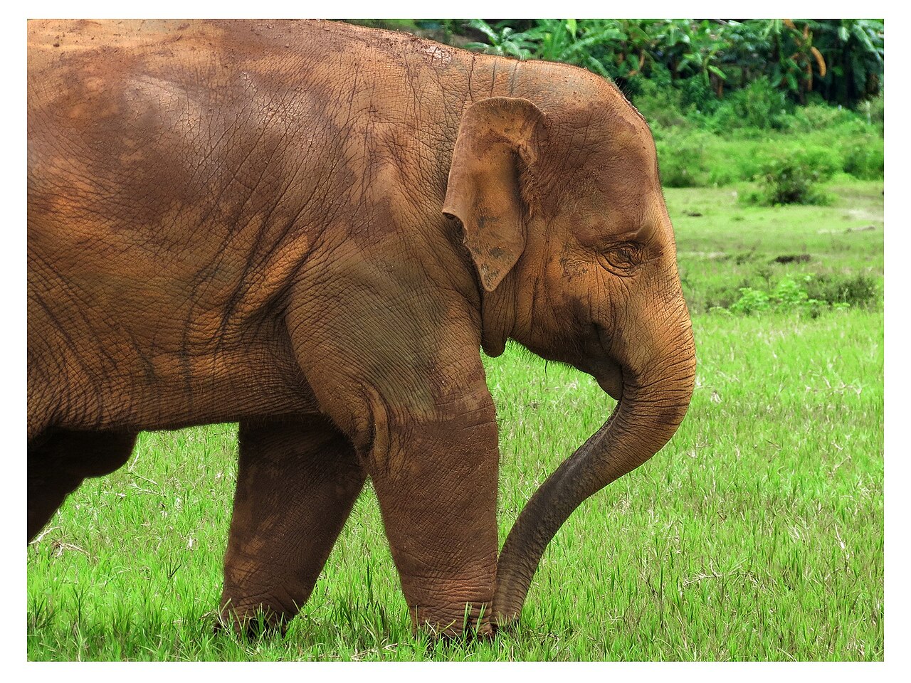 Chiang Mai 封面 封面圖