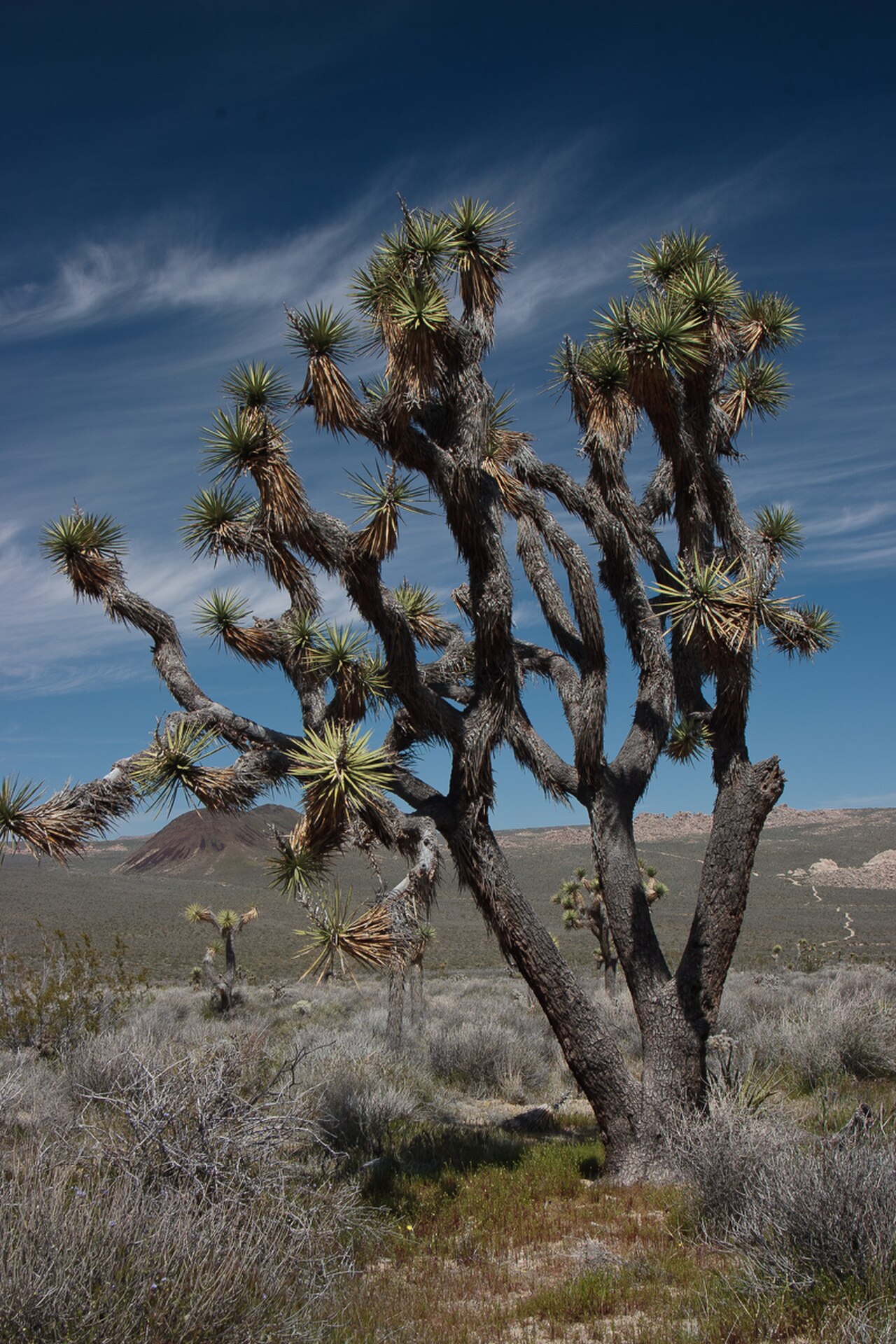 Joshua Tree 封面 封面圖