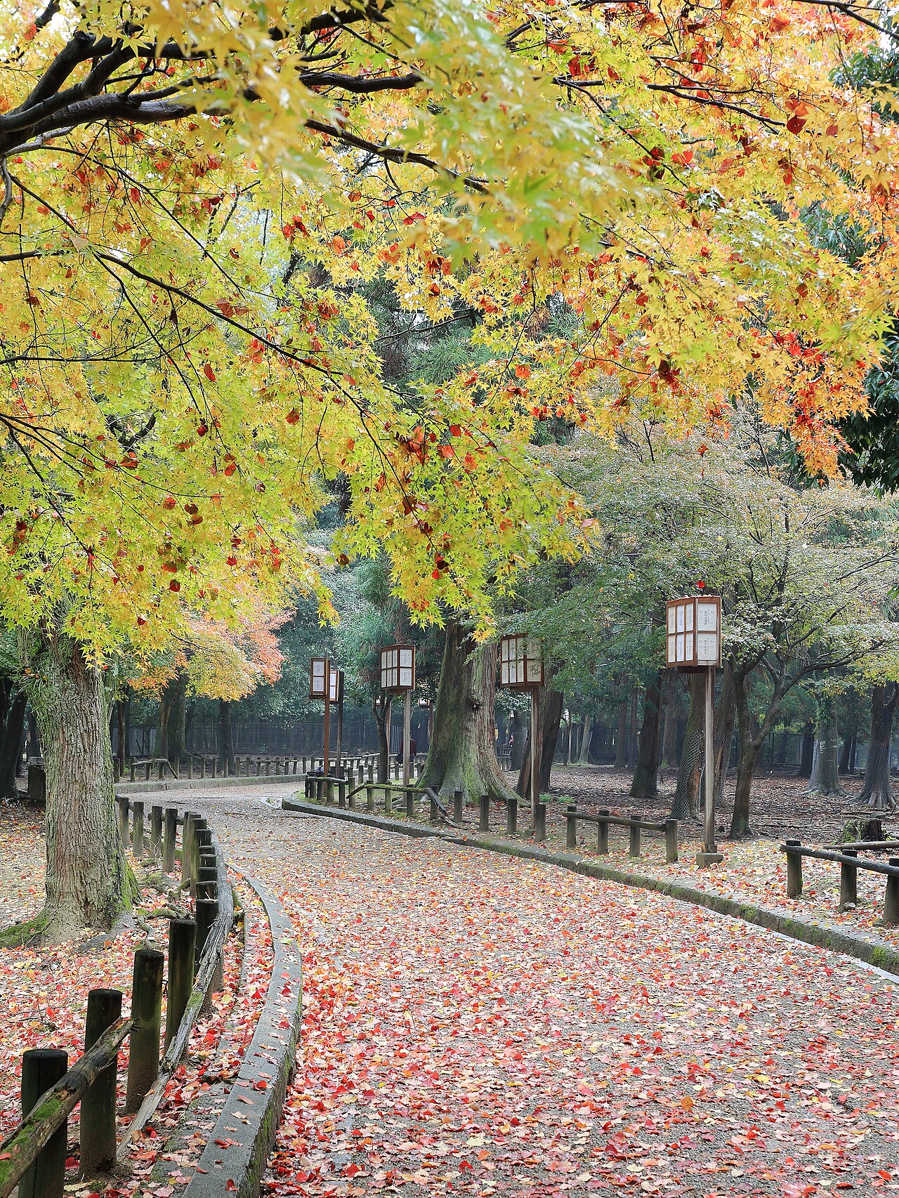 Nara 封面 封面圖