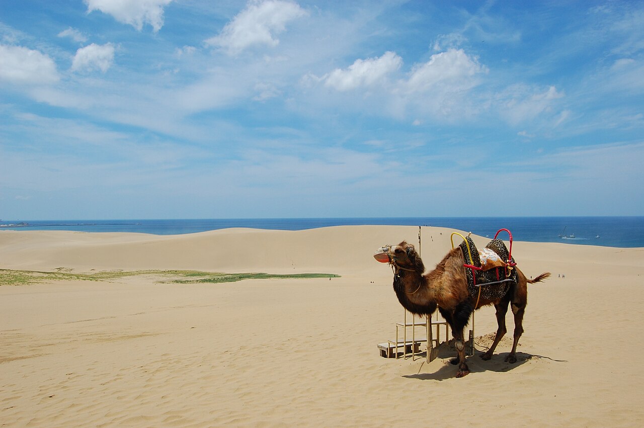 Tottori 封面 封面圖