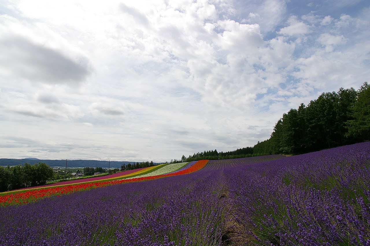 Furano 封面 封面圖