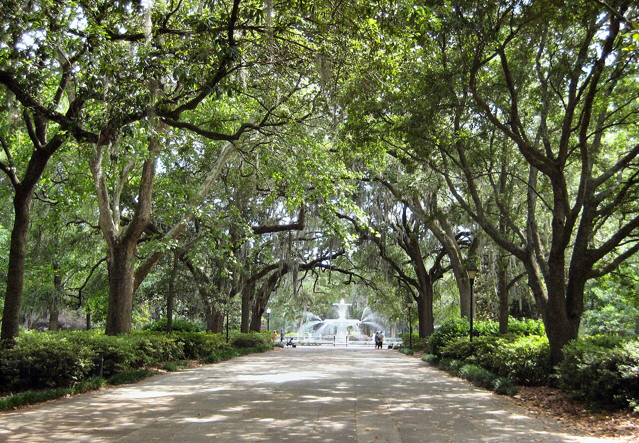 Savannah 封面 封面圖