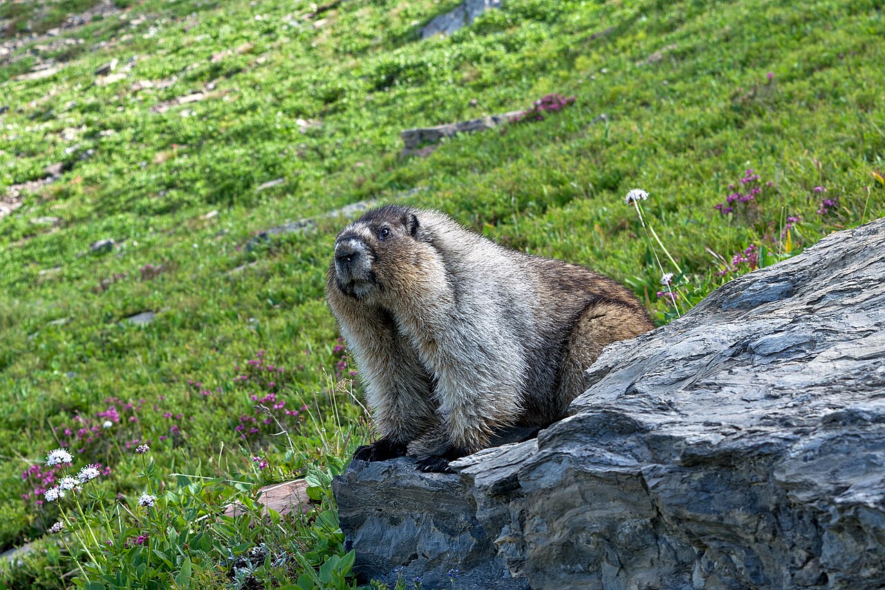 Glacier National Park 封面 封面圖