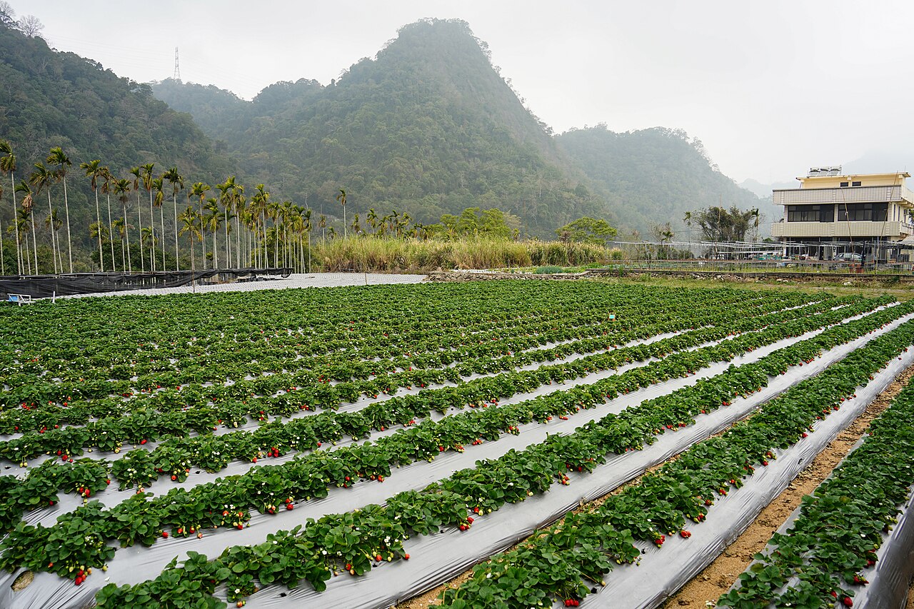 Miaoli 封面 封面圖